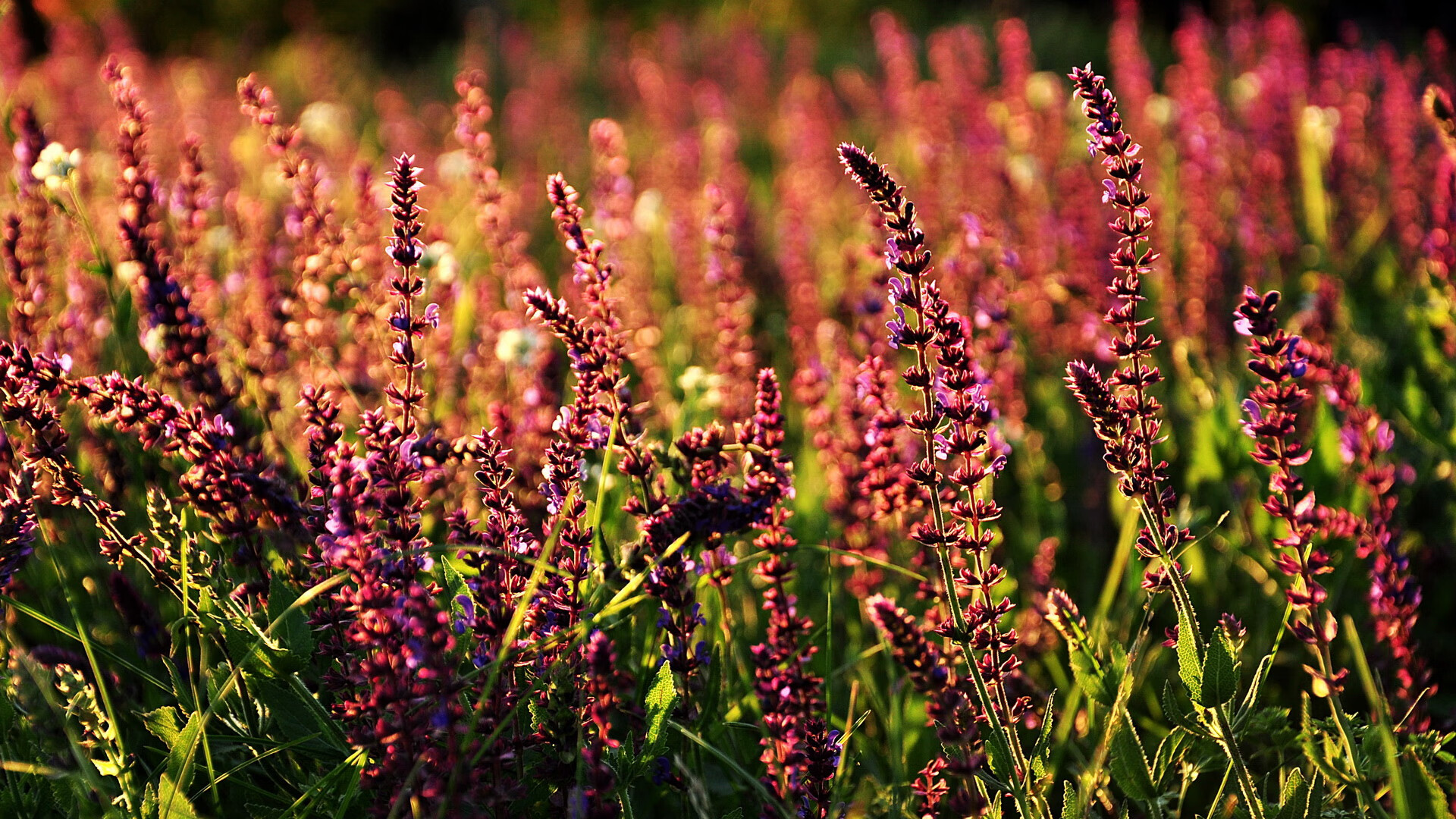 天津男篮热身赛爆冷击溃雷霆，戈贝尔空砍31+19统治禁区却难救主