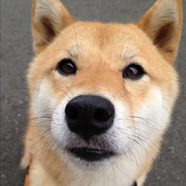 巴黎双星闪耀，法国队双线力克日本，东方传奇马龙高光不灭