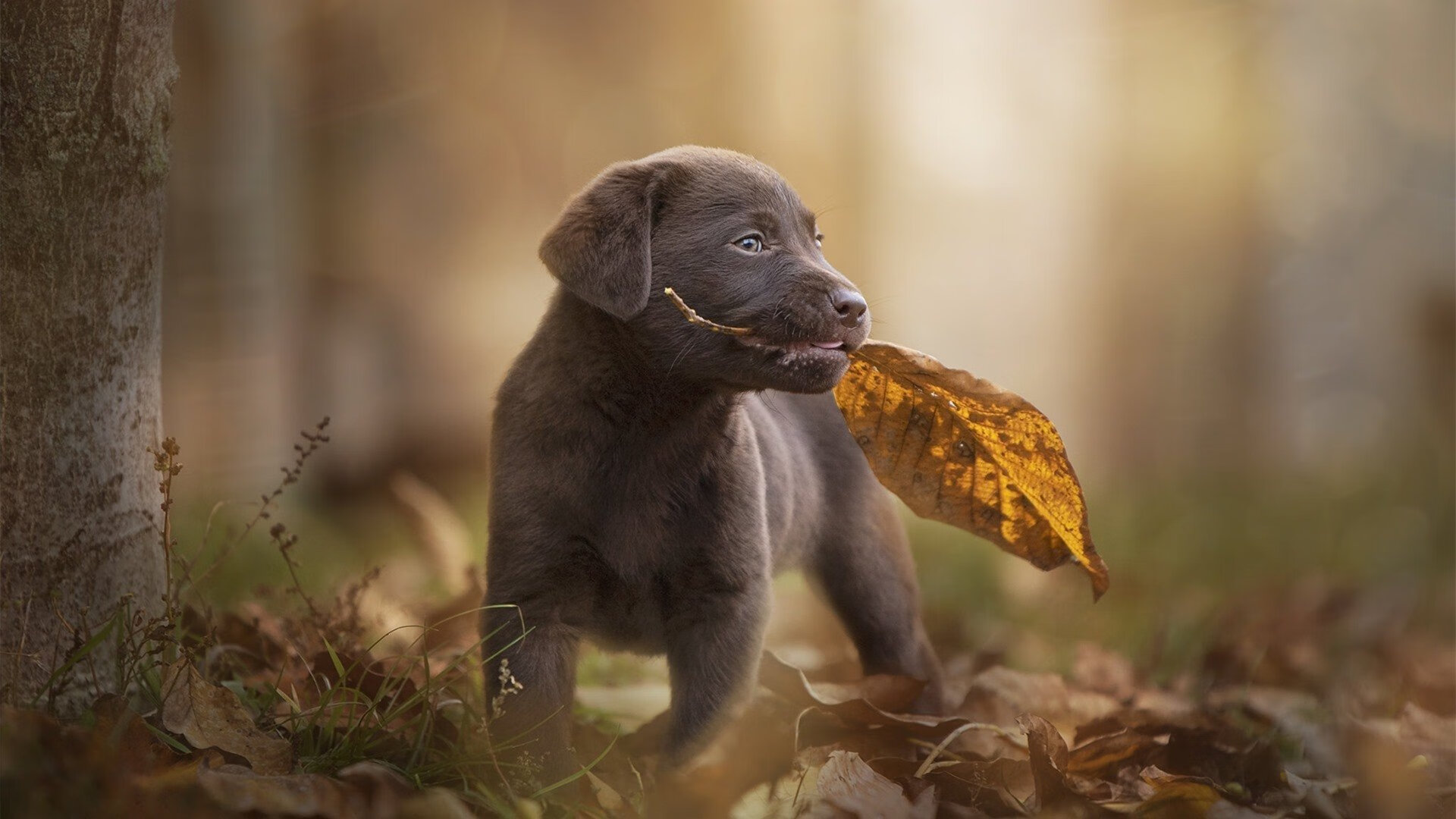 引擎的复仇，诺里斯驾驭烈焰，迈凯伦如何完成对雷诺车队的历史性横扫