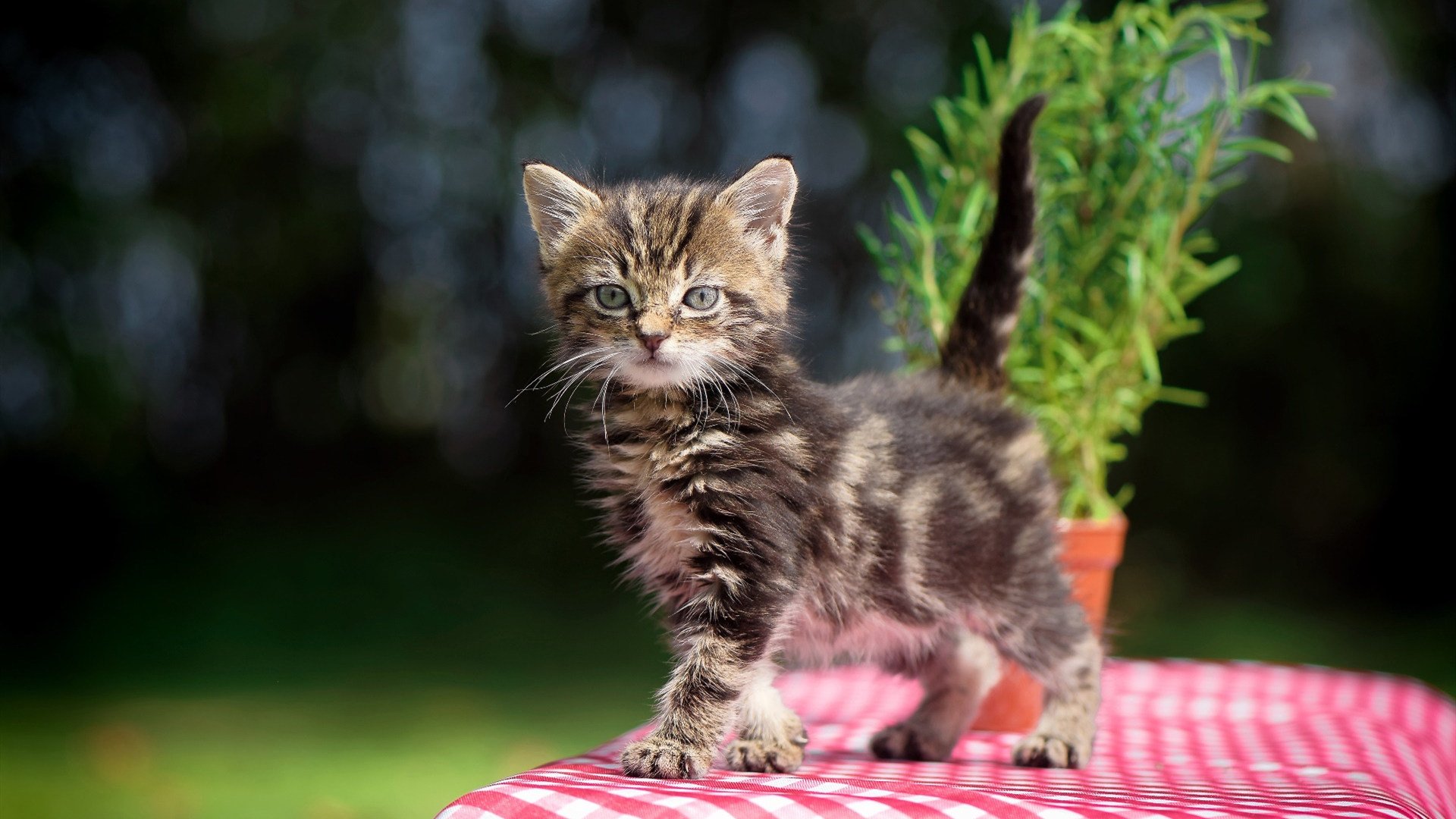 双线复仇，东契奇单骑拆穿马刺，圣城兵团却悄然拿下九冠王