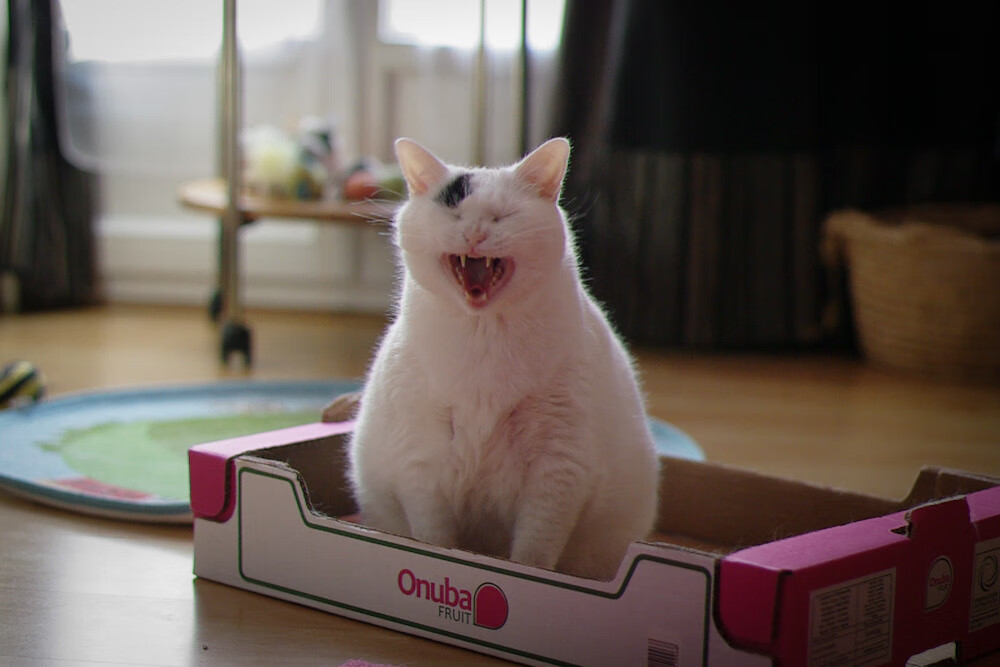 铁幕与尖刀,德里赫特的钢铁脊梁,贝蒂斯决胜局征服绿洲雄狮