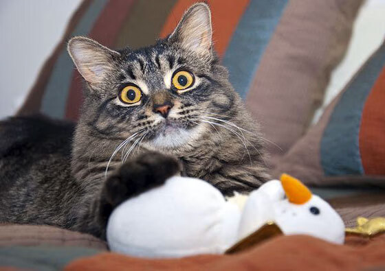 生死战焦点，猛龙强势踏平凯尔特人，东决悬念终结！