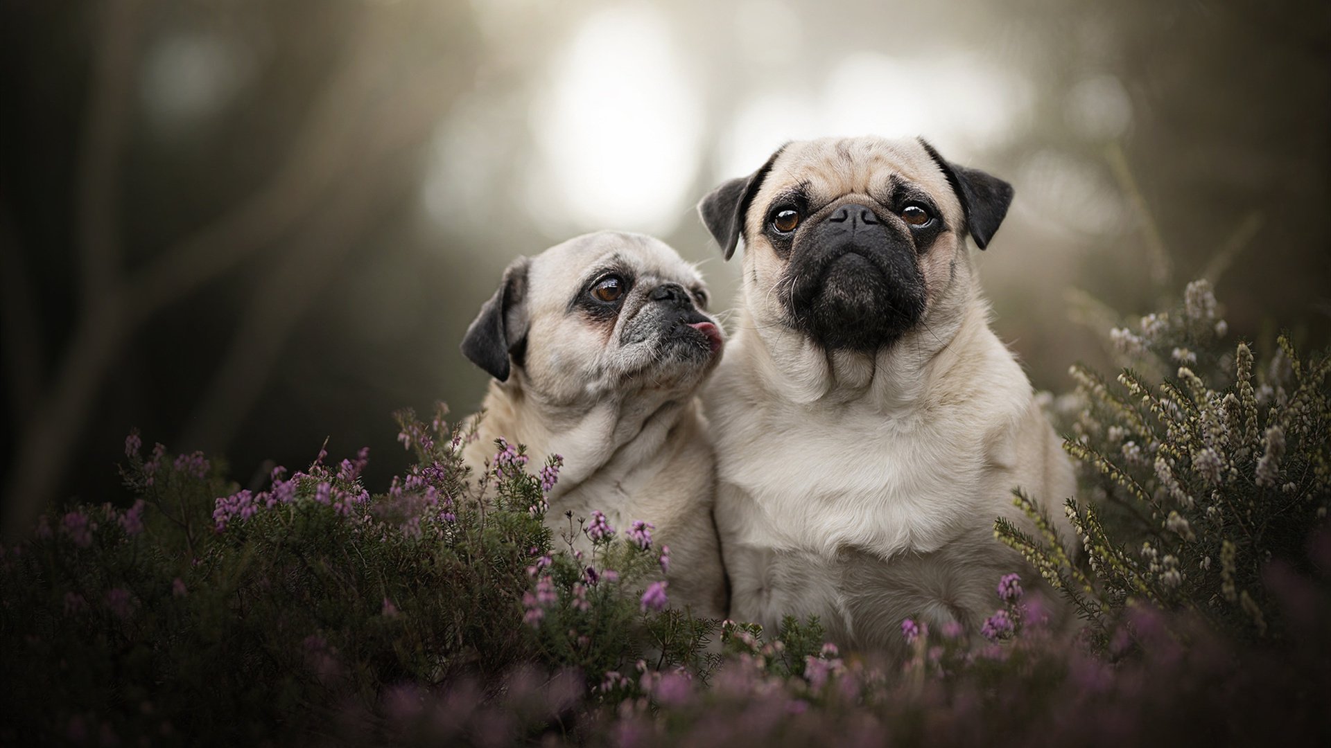 佛罗伦萨绿茵战场,牙买加闪电与文艺复兴的绝杀