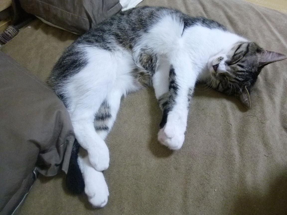 双线高能,当英超的惊心一夜遇上塔图姆的冠军基因