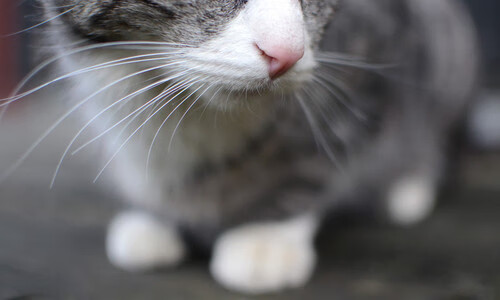 西决烽火东引,骑士末节惊魂15-0一波流埋葬篮网