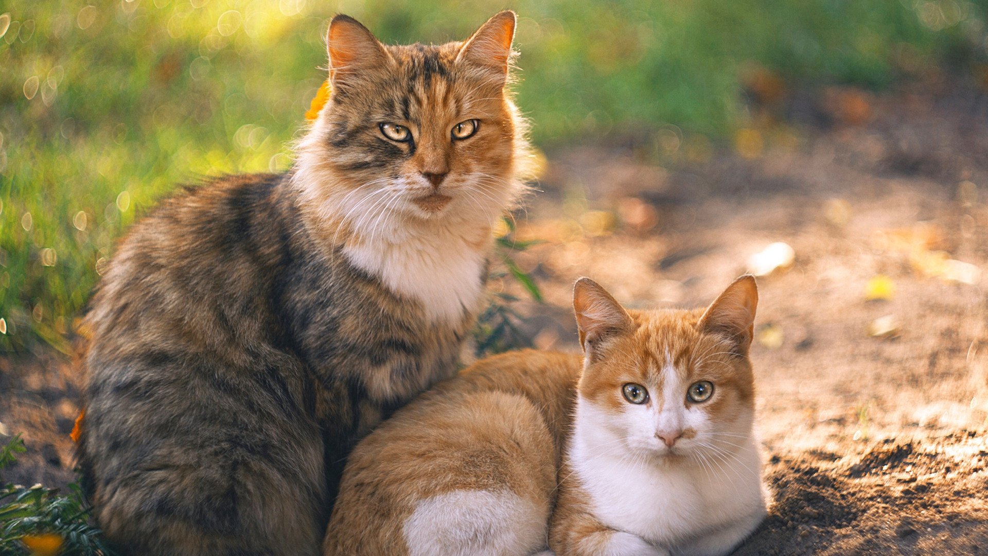 铁闸与利矛，奥纳纳硬仗封王之夜