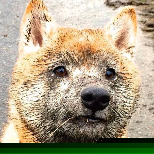 地中海月光与贝蒂斯绿,苏亚雷斯在黄昏时刻接管战争