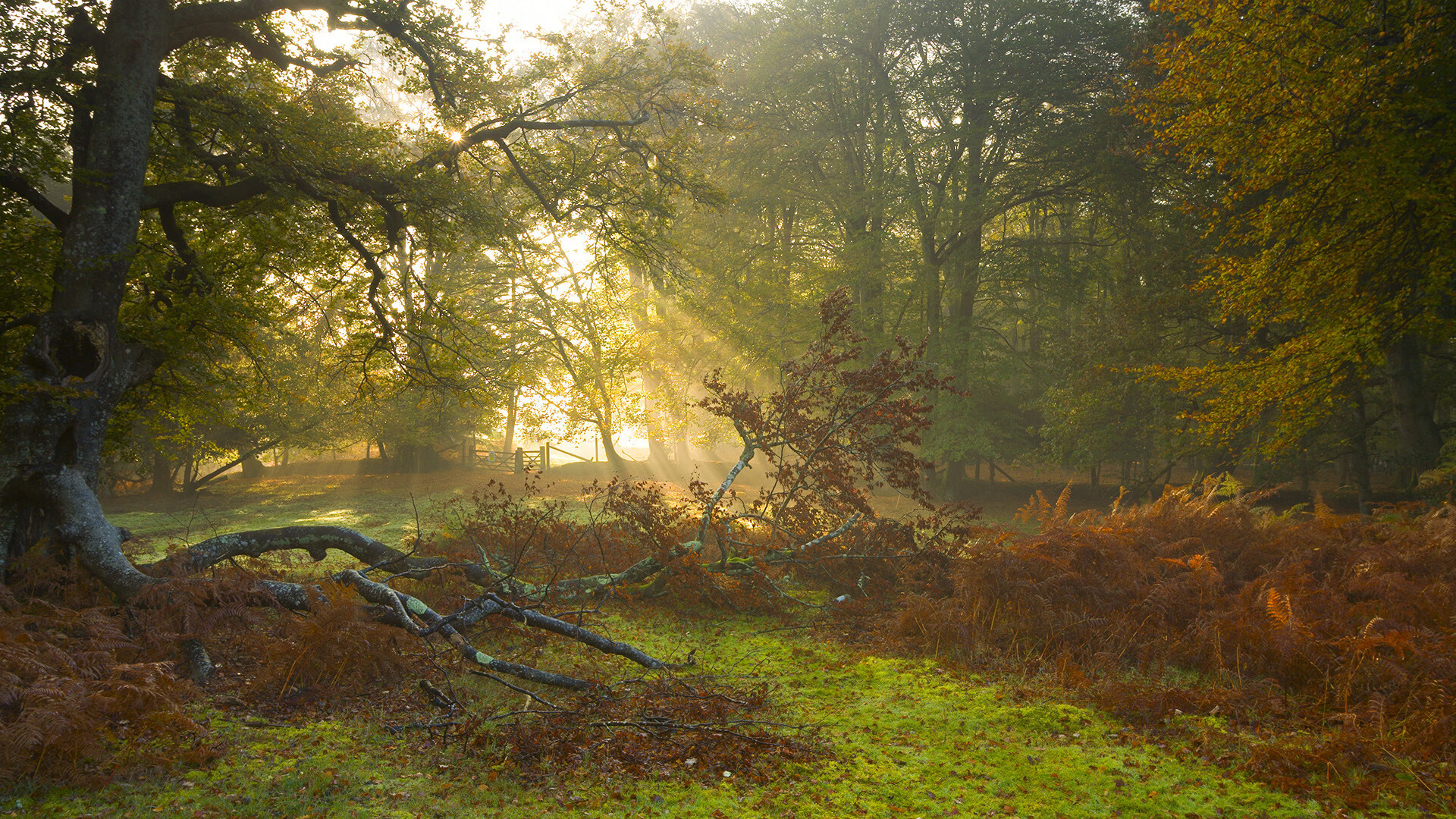 平行世界的终极抢七,当广东队终结步行者,哈利伯顿于寂静中擎起火炬