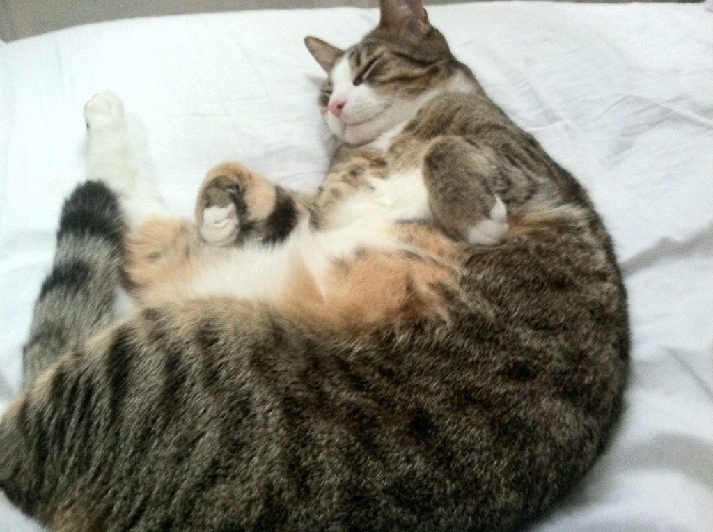 大场面先生！赖斯欧冠轰关键球，阿森纳惊险战平比利亚雷亚尔的背后