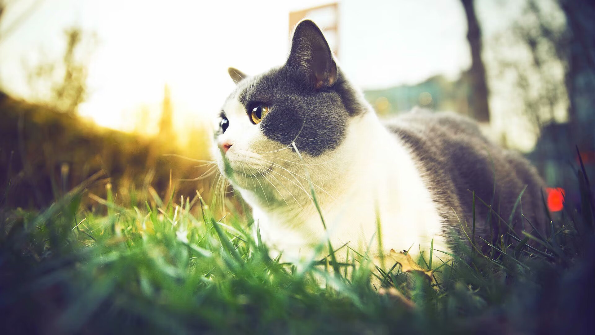 篮筐两端的主宰者,凯尔特人的团队胜利与西亚卡姆的国度加冕