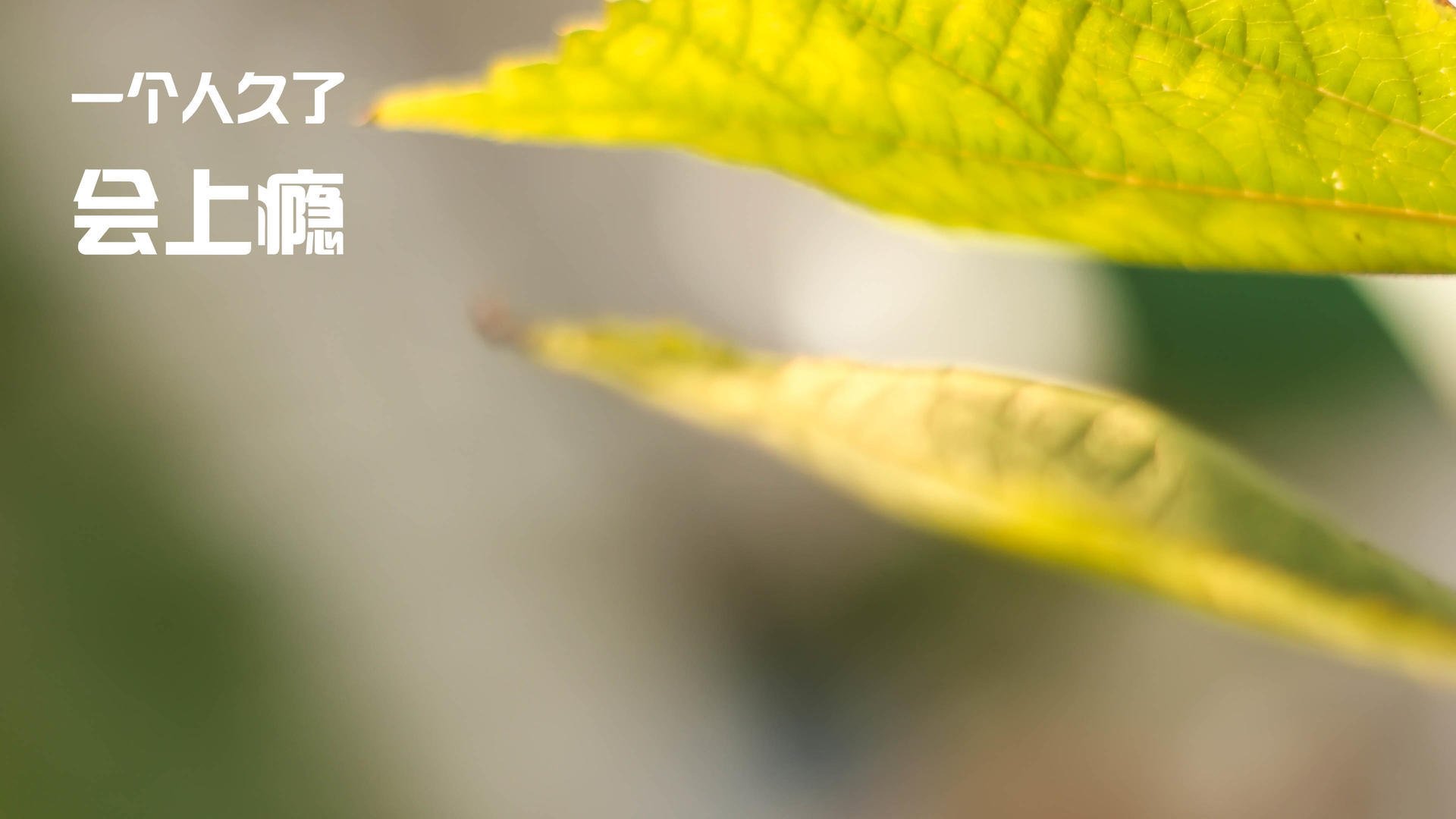 绿茵战场,当伊拉克血拼阿森纳,巴斯托尼如何成为关键先生?