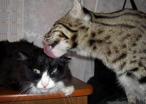 文班亚马,一场比赛,两种未来