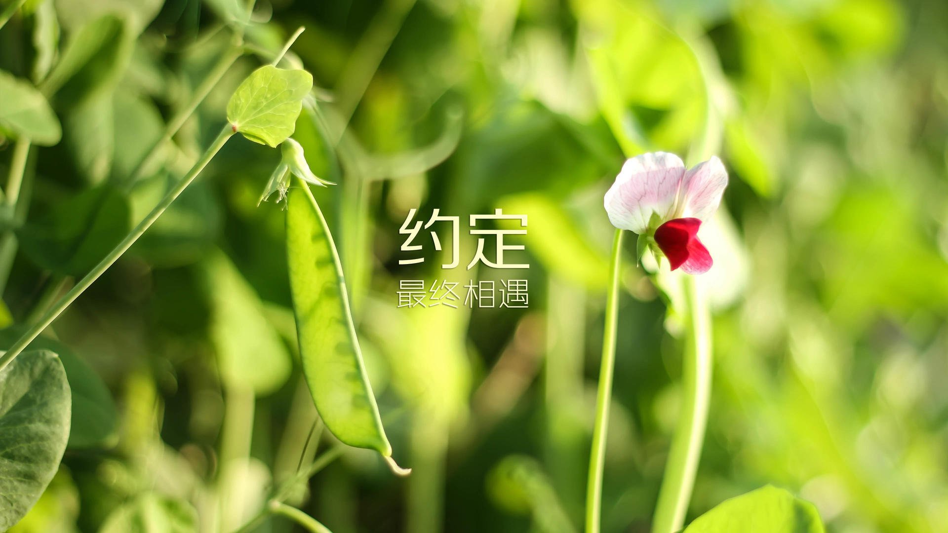 波斯铁骑与新大陆风暴，2026世界杯H组，登贝莱如何成为美伊对决中唯一的变量